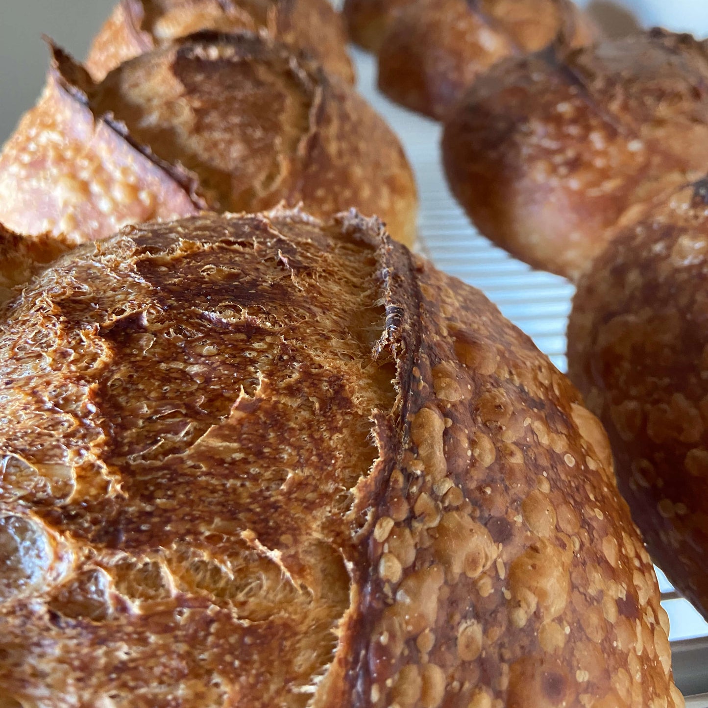 Sourdough (Thanksgiving)